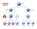 Vector types of blood cells. Erythrocytes, eosinophil, neutrophil, plateletes, leukocytes, lymphocytes, monocytes, basophil etc. E Royalty Free Stock Photo